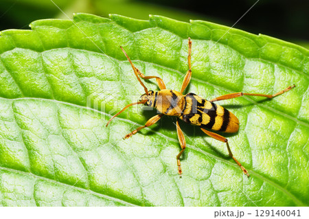 ヨツスジトラカミキリ 129140041