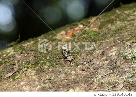 大木の幹で交尾中の小さなコゲチャツツゾウムシカップル（アウトドアフィールド昆虫マクロ撮影） 129140142