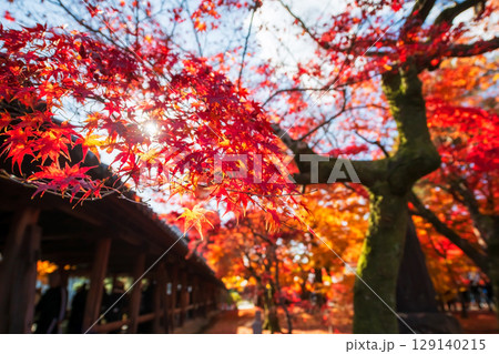 Colorful autumn maple leaves by Tsutenkyo corridor of Tofuku-j, Kyoto Colorful autumn maple leaves by Tsutenkyo corridor of Tofuku-j, Kyoto 129140215