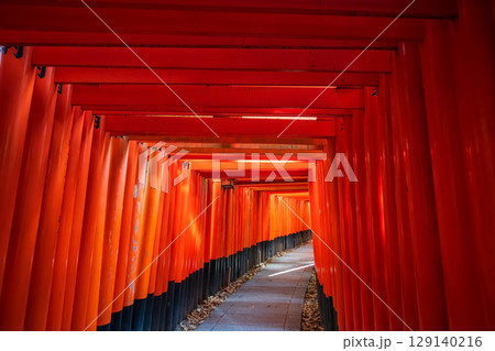 Red Torii curve gate archway architect of Fushimi Inari shrine, Kyoto 129140216