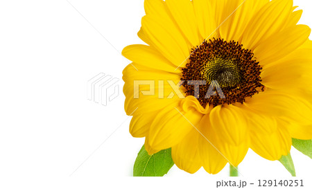 大きな黄色ひまわりの生花のフレーム枠バナー背景 白バックコピースペース写真画像背景 透過png透明 大きな黄色ひまわりの生花のフレーム枠バナー背景 白バックコピースペース写真画像背景 透過png透明 129140251