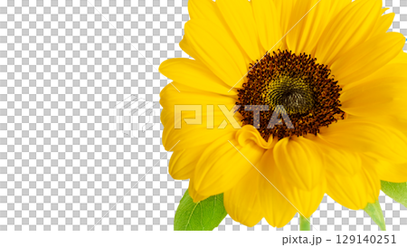 Large yellow sunflower fresh flower frame banner background, white background, copy space, photo image background, transparent PNG 129140251