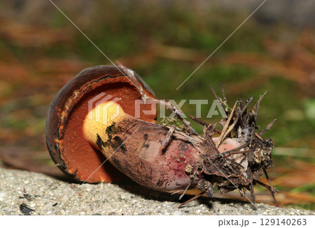 横から見たアメリカウラベニイロガワリキノコの全体象(自然環境下菌・キノコ類マクロ撮影) 横から見たアメリカウラベニイロガワリキノコの全体象(自然環境下菌・キノコ類マクロ撮影) 129140263