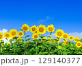 青天　太陽に向かって咲く向日葵 129140377