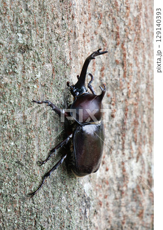 木に登るカブトムシ 129140393