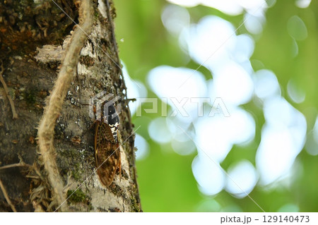 木にとまるアブラゼミ 木にとまるアブラゼミ 129140473