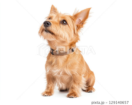 Scottish Terrier dog with golden coat sitting gracefully, showcasing its alert expression and playful demeanor 129140657
