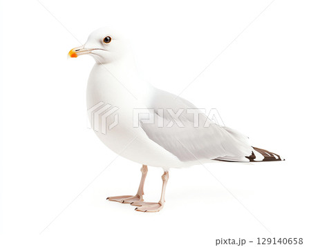 seagull stands gracefully on white background, showcasing its elegant features and soft gray feathers. This bird is often associated with coastal environments and is known for its adaptability 129140658
