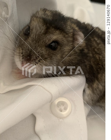 抱きハムスター 129140670