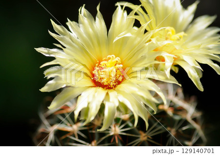 Thelocactus setispinus or Ferocactus hamatacanthus , Miniature Barrel Cactus flower or yellow flower or cactus flower Thelocactus setispinus or Ferocactus hamatacanthus , Miniature Barrel Cactus flower or yellow flower or cactus flower 129140701