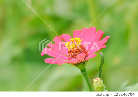 Zinnia violacea Cav, Z violacea or Plantae, Asteraceae or Magnoliopsida or Zinnia violacea or pink flower 129140704