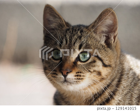 かわいい猫 129141015