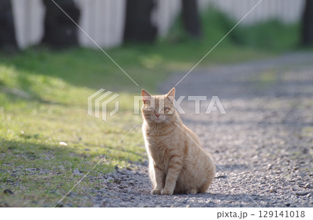 佇む猫 129141018