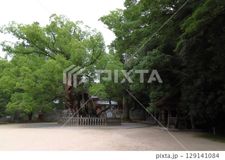 大山祇神社：乎知命御手植の楠（愛媛県今治市大三島町） 129141084