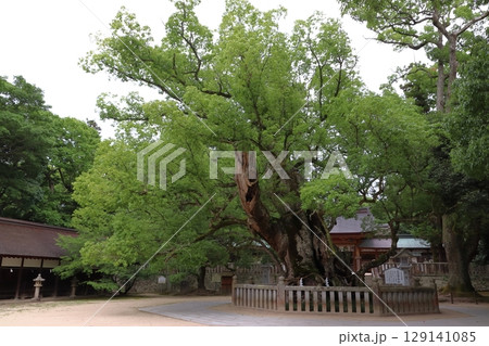 大山祇神社：乎知命御手植の楠（愛媛県今治市大三島町） 129141085