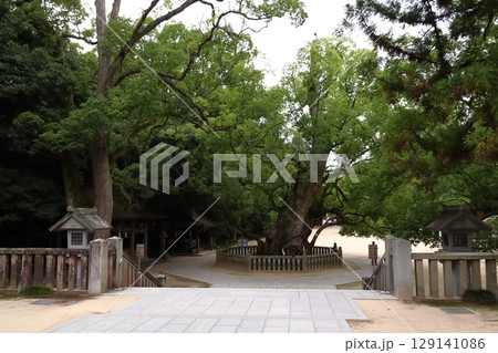 大山祇神社：乎知命御手植の楠（愛媛県今治市大三島町） 129141086