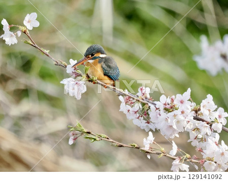 桜の枝にとまるカワセミ 129141092