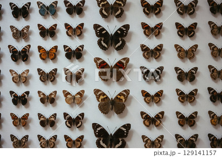 A large collection of preserved taxidermy butterflies from various species. The insects are perfectly organized in a grid pattern on a white background, showing natural diversity. 129141157