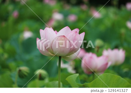 夏の蓮池 129141327