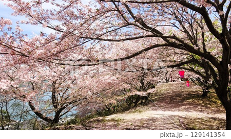 桜のトンネル 桜のトンネル 129141354