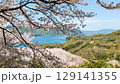 満開の桜と海と青空 129141355