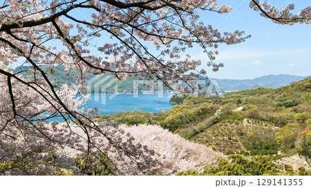 満開の桜と海と青空 129141355