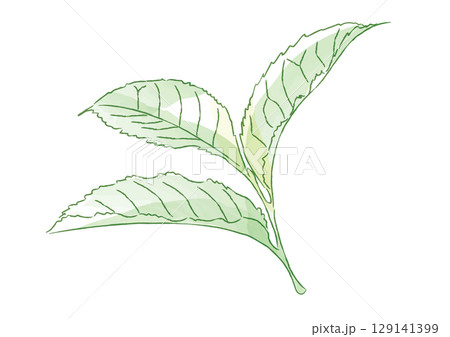 新鮮な茶葉のイラスト 129141399
