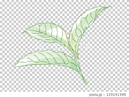 新鮮な茶葉のイラスト 129141399