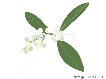 オリーブの蕾のイラスト 129141401