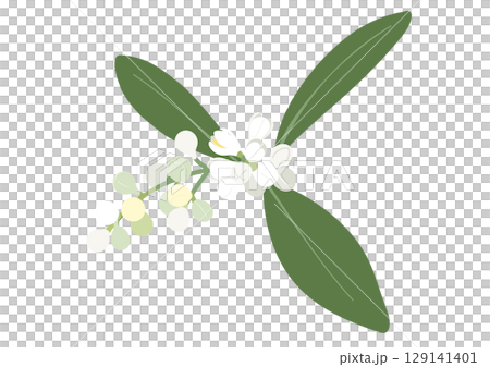 オリーブの蕾のイラスト 129141401