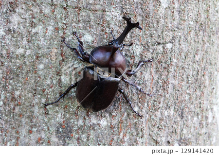 木に登るカブトムシ 129141420