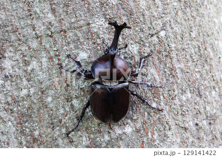 木に登るカブトムシ 木に登るカブトムシ 129141422