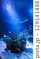 水族館のサメ 129141488