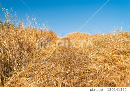 Golden Meadow Path A Serene Walk Through Sun-Kissed Grasses Under a Clear Blue Sky Golden Meadow Path A Serene Walk Through Sun-Kissed Grasses Under a Clear Blue Sky 129141532
