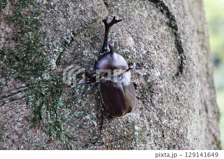 木に登るカブトムシ 129141649