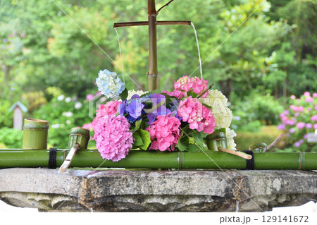 善峯寺のアジサイ 善峯寺のアジサイ 129141672