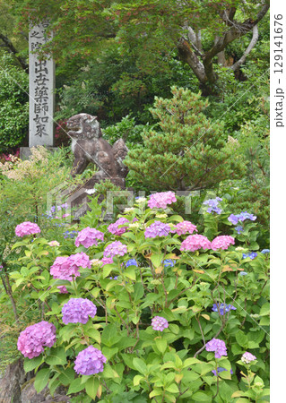 善峯寺のアジサイと狛犬 129141676