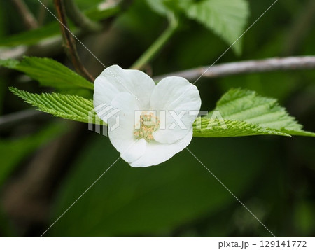 シロヤマブキ 129141772