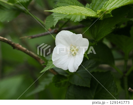 シロヤマブキ 129141773
