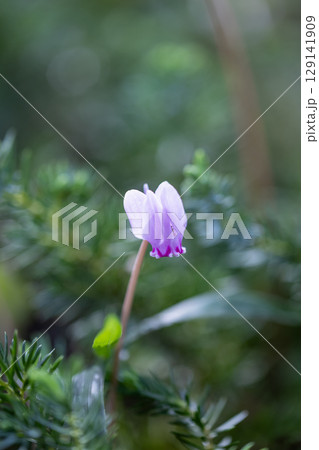 栃木県佐野市の万葉自然公園かたくりの里 129141909