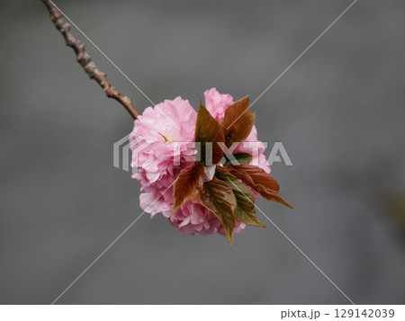 八重桜 八重桜 129142039