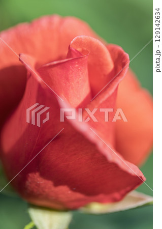 オレンジ色のバラの花 129142634