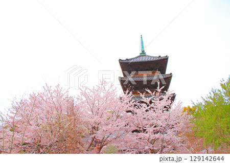 愛知県名古屋市、八事山興正寺五重塔と桜の風景 129142644