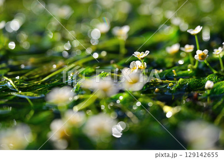 梅花藻の白い花 梅花藻の白い花 129142655