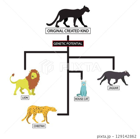 illustration of biology and animals, The cat family tree, The panther like ancestor to the cat family, cat family had a common ancestor about 15 million years ago 129142862
