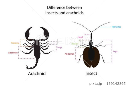 illustration of biology and animals, Difference between insect and arachnids, insects have six legs and up to four wings whereas arachnids have eight legs 129142865