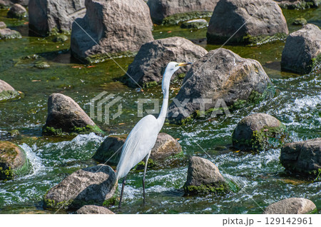 シラサギ(ダイサギ) 枚方市天野川 シラサギ(ダイサギ) 枚方市天野川 129142961