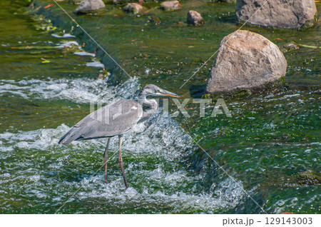 アオサギ　枚方市天野川 129143003
