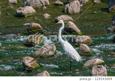 シラサギ（ダイサギ）　枚方市天野川 129143004