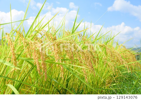 実りの秋 129143076